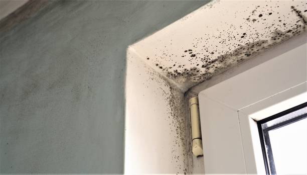  Unionville, NC Mold Removal Pros