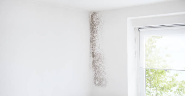Best Air Quality Testing for Mold Spores  in Unionville, NC