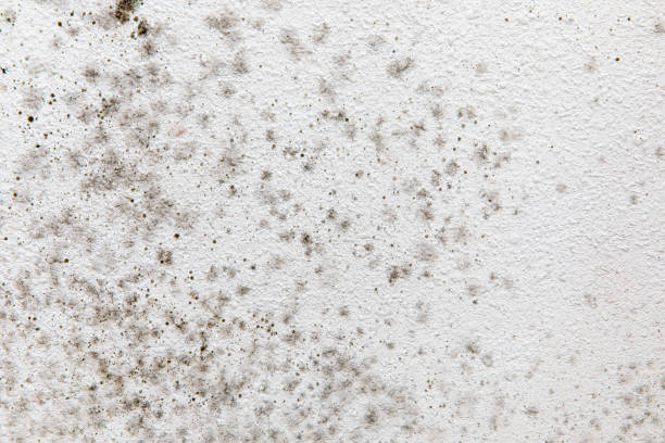Best Commercial Mold Inspection  in Unionville, NC