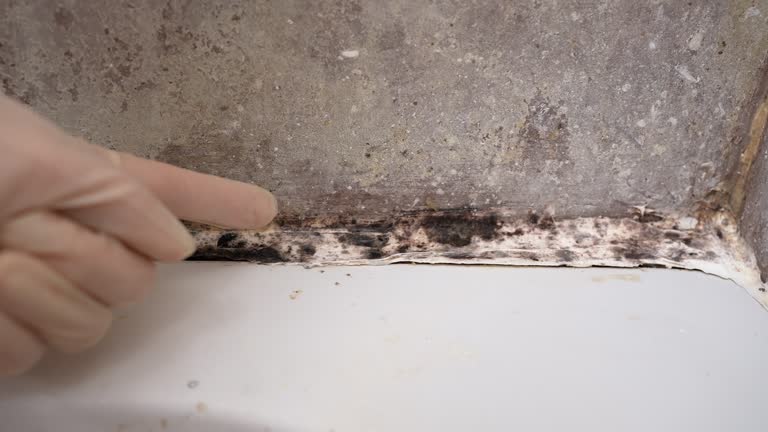 Best Basement Mold Removal  in Unionville, NC