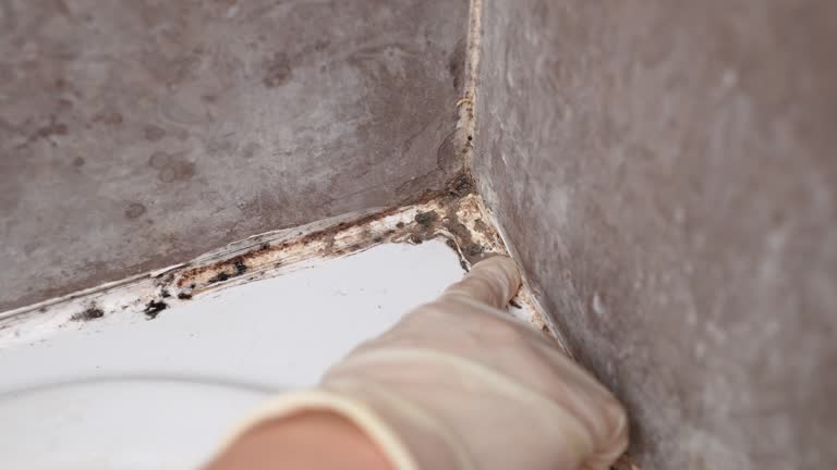 Best Post-Construction Mold Inspection  in Unionville, NC
