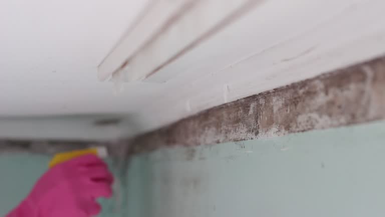 Best Mold Documentation for Insurance Claims  in Unionville, NC